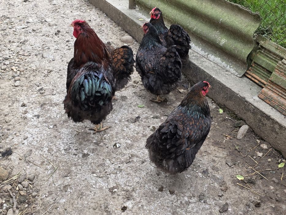 Găini și cocoși de rasă Wyandotte roșu negru