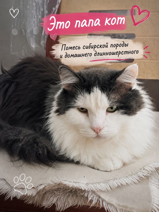 Котенок в добрые руки