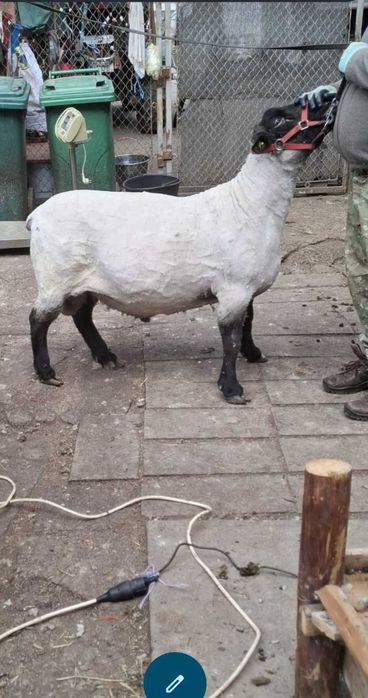 Suffolk berbec oi suffolk