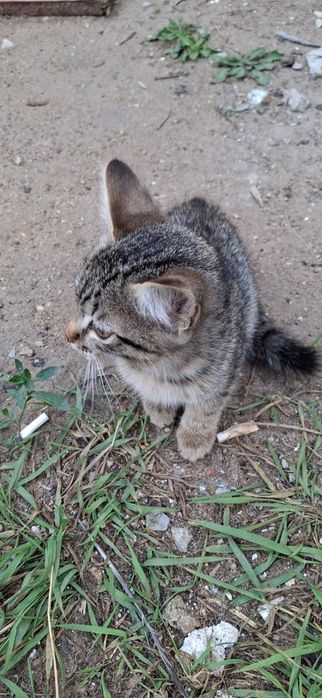 Котята ищут дом и любящее сердце