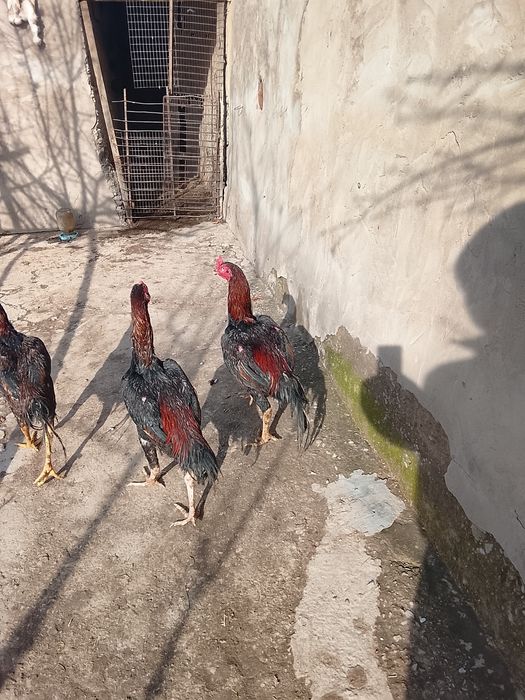 Дакан шоже кораз сатылады