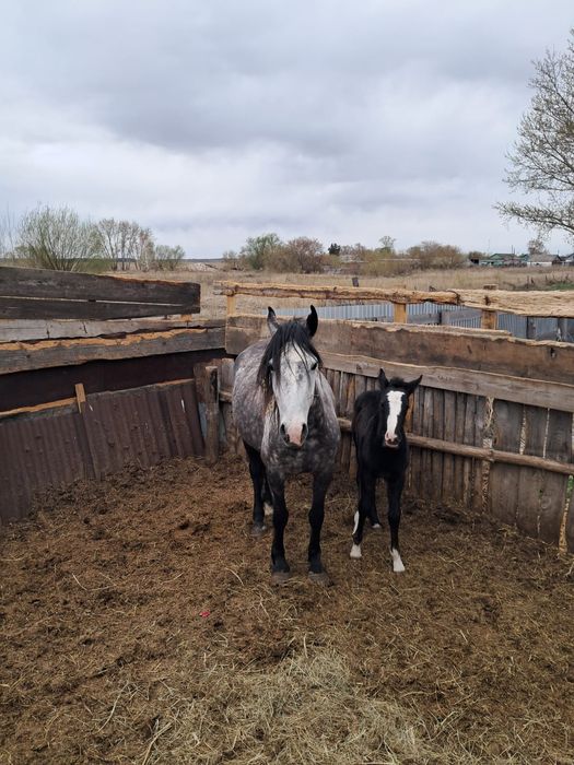 Продам лошадь с жерибенком