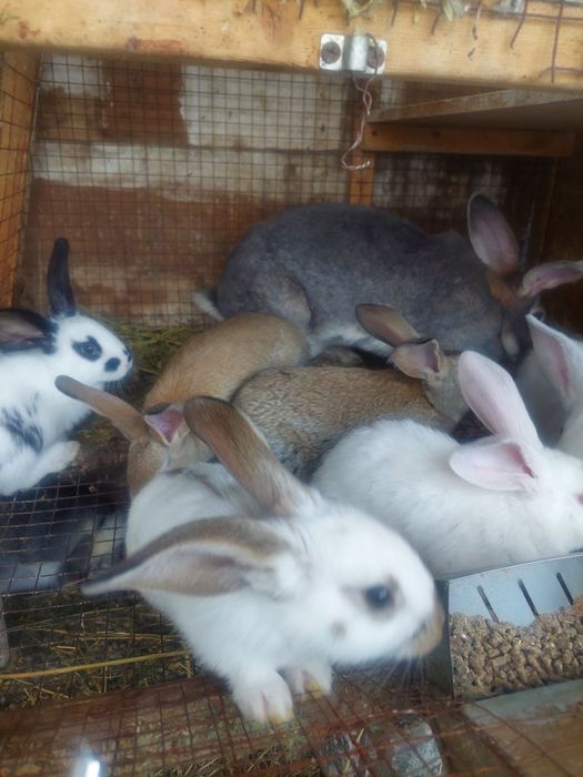 Кролики возраст  2месяцев