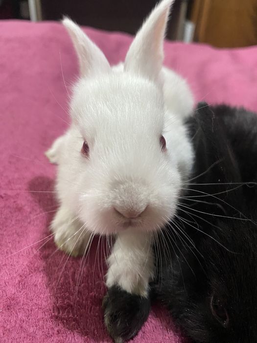 Кролики от 2тыс.