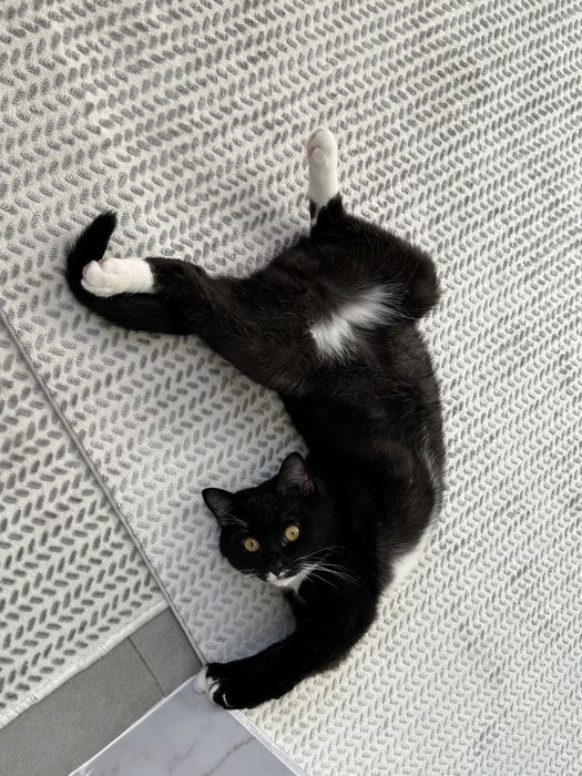 Кот Юджин в добрые руки