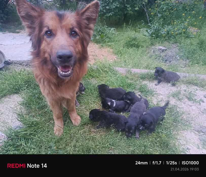 Щенки Алабая и немецкой овчарки