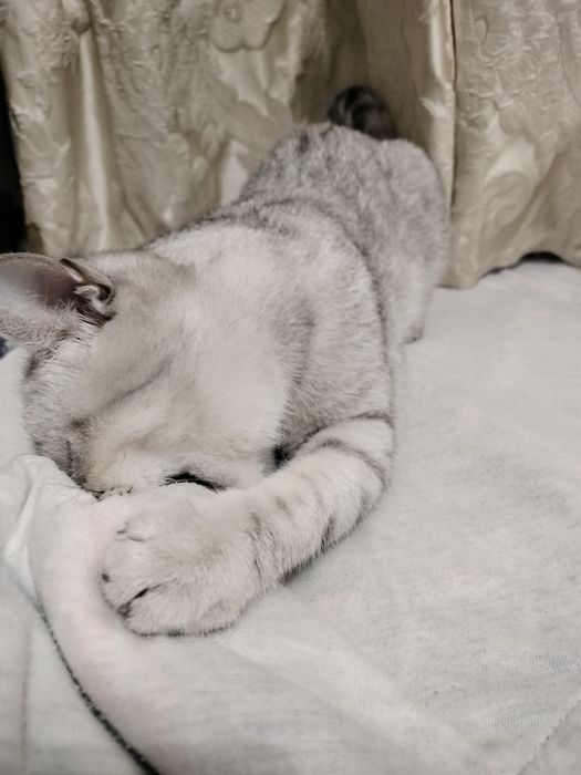 Продам кошечку скотиш страйт