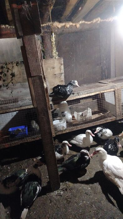 Продам индоуток молодняк