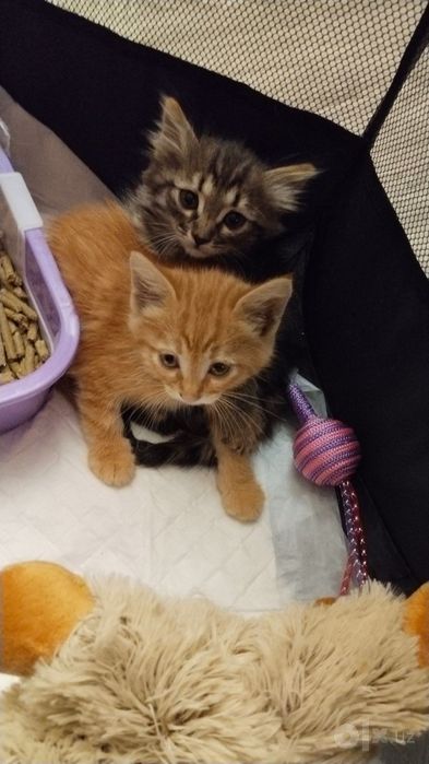 Котята пушистые мальчики