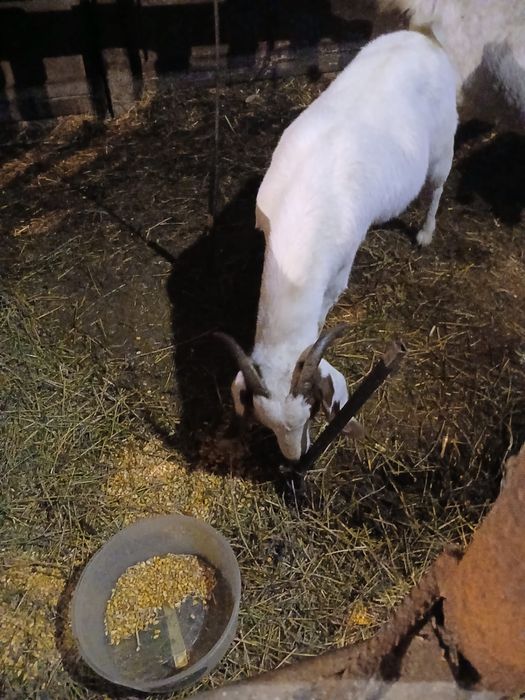 Capra boier de vanzare