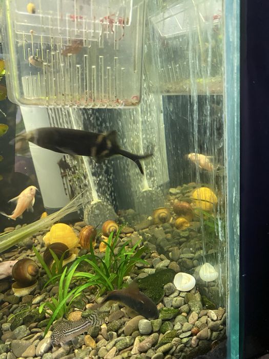 Рыба слон (нильский слоник)