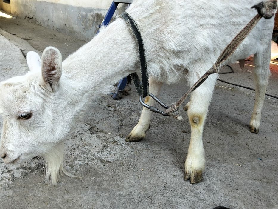 Сүтті ешкі сатылады