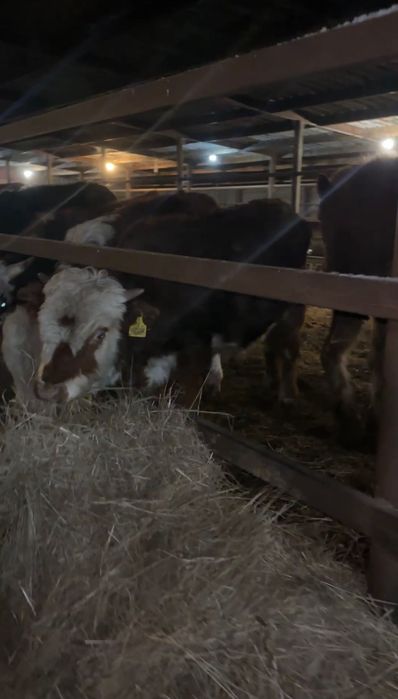 11 голов. бычков