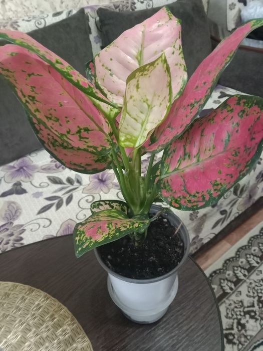 Аглаонему продам