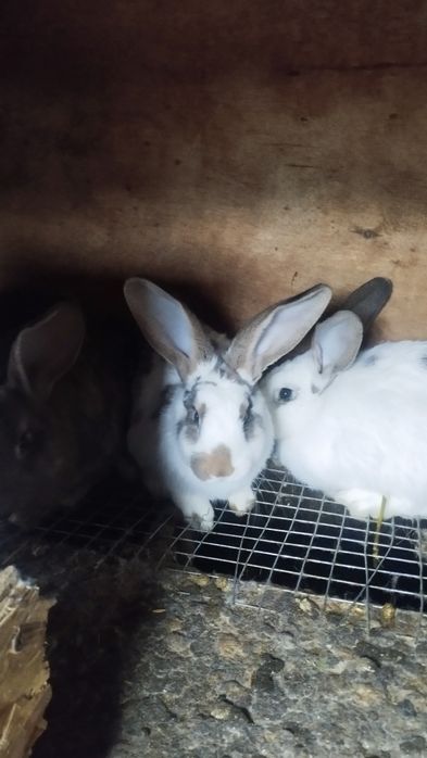 Продаются кролики