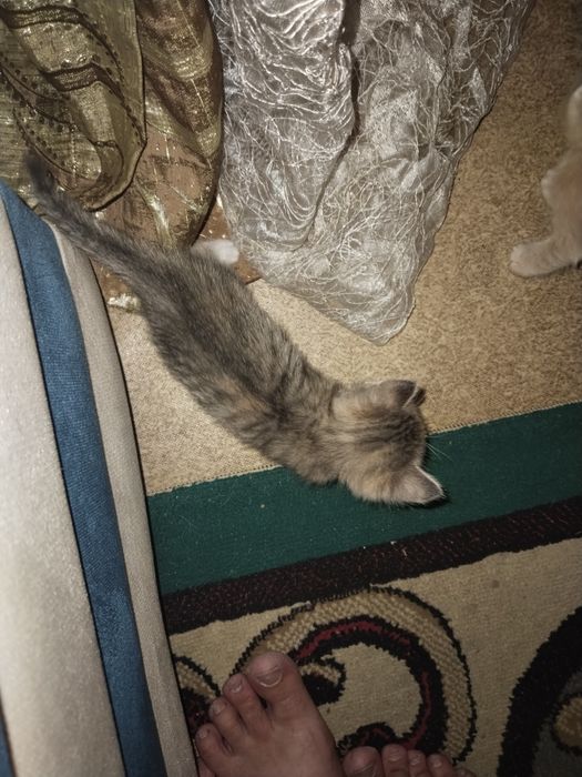 Отдам даром котят