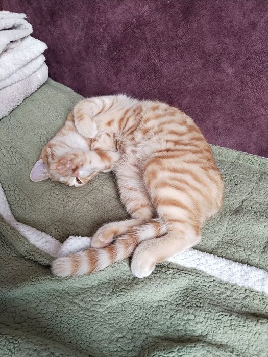 Отдам Кота в хорошее руки