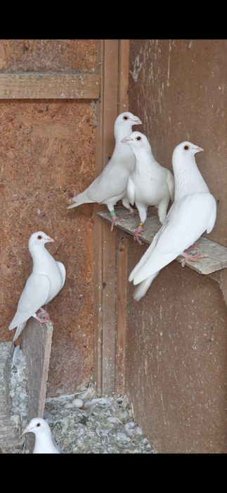 De vanzare porumbei voiajori albi