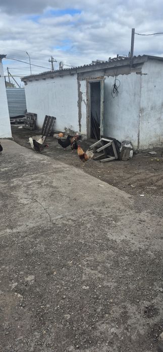 Продам петуха домашнего