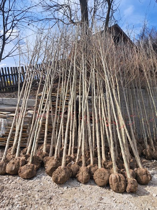 Mesteacan Alb (Betula Pendula)Platani,Tei,Frasin etc