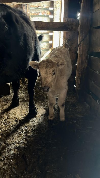 Продам коров с телятами.