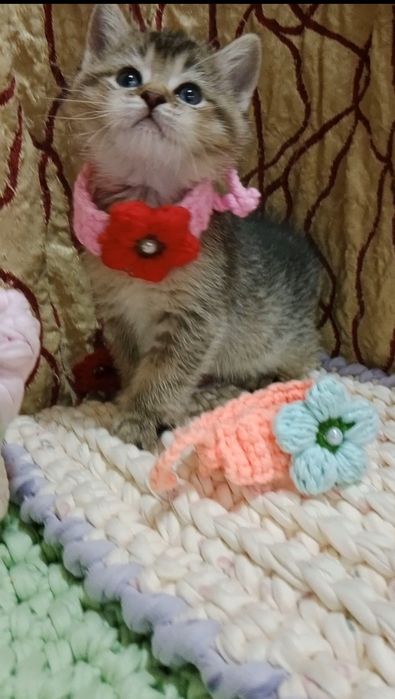 Золотая Шиншила девочка