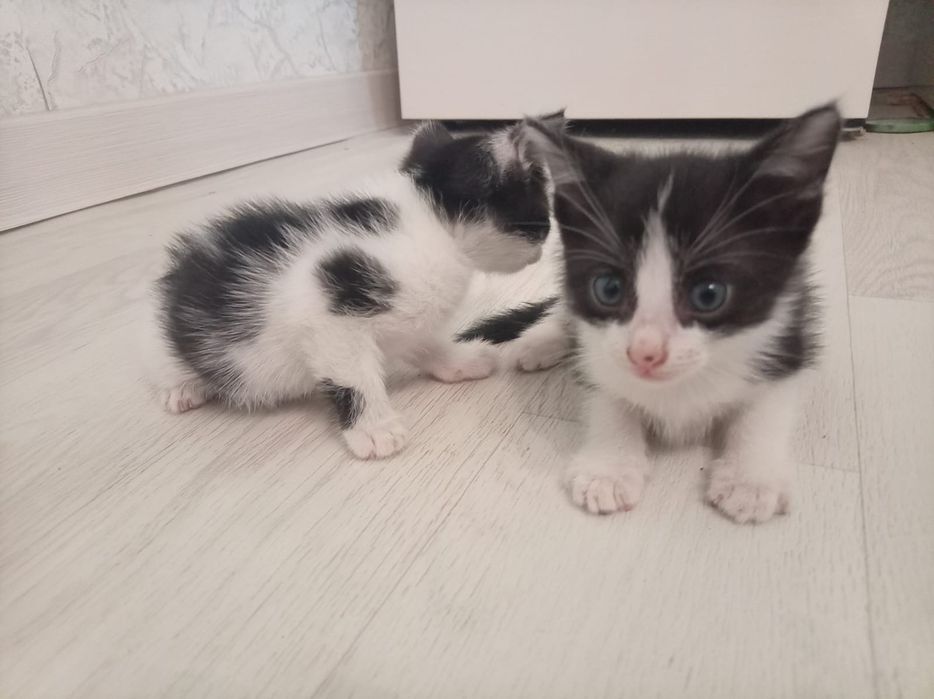 Отдам даром котят