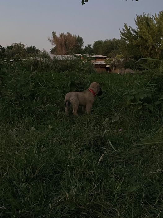 Щенки алабая 2 меячные