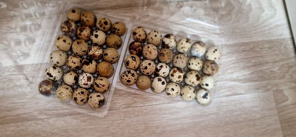 Oua de prepelita