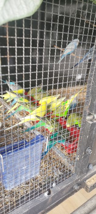 Peruși  ,pui și perechi reproducătoare