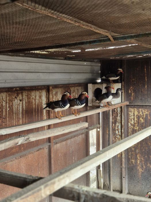 Утки Мандоринки.