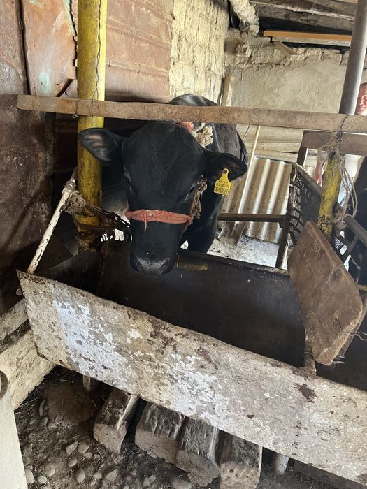 Семиз буха,байланган ангус