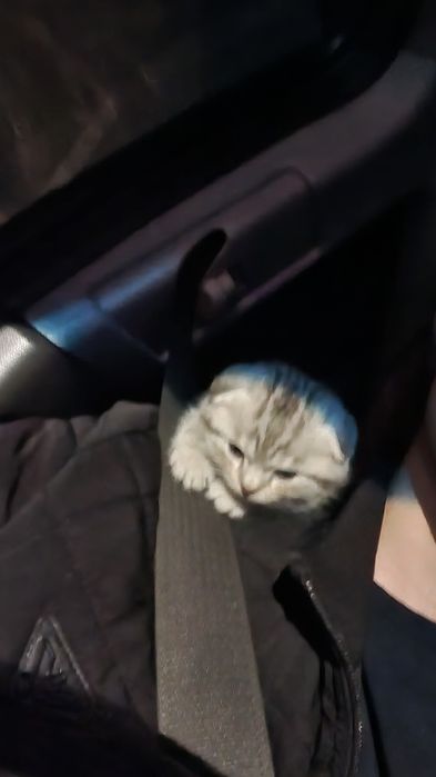 Котёнок вислоухий (Scottish Fold)