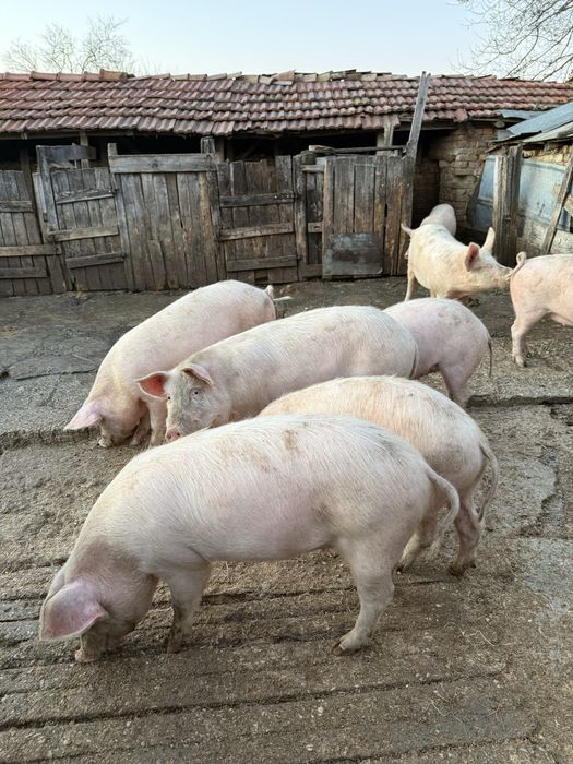 Прасета за клане