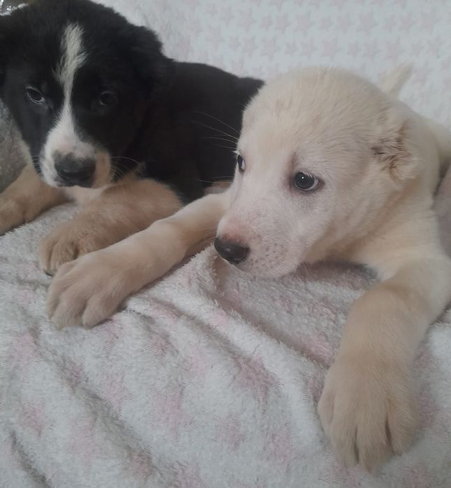 Продаются щенки Алабай