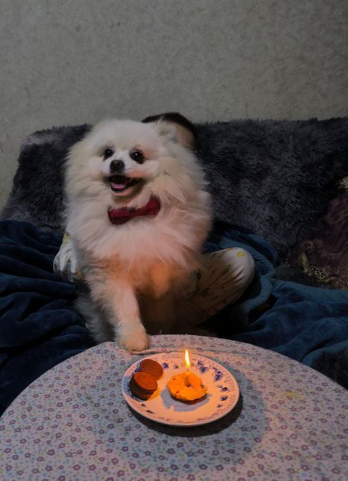 Частная мини  передержка животных