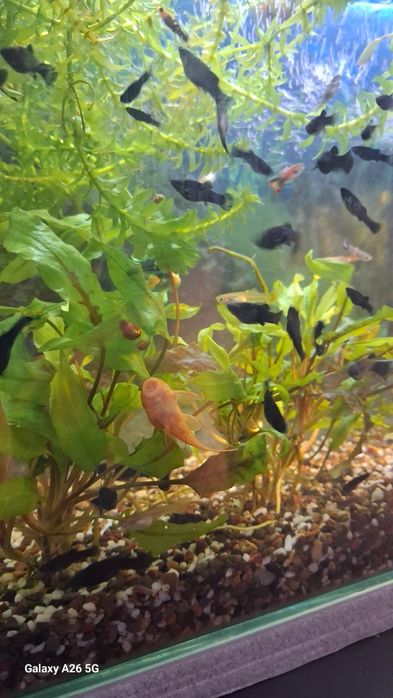 Моллинезия черная