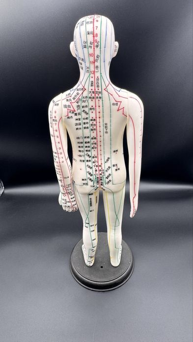 .Анатомический Торс макет  муляж 85см 19 деталий.Anotomik tors 85 cm