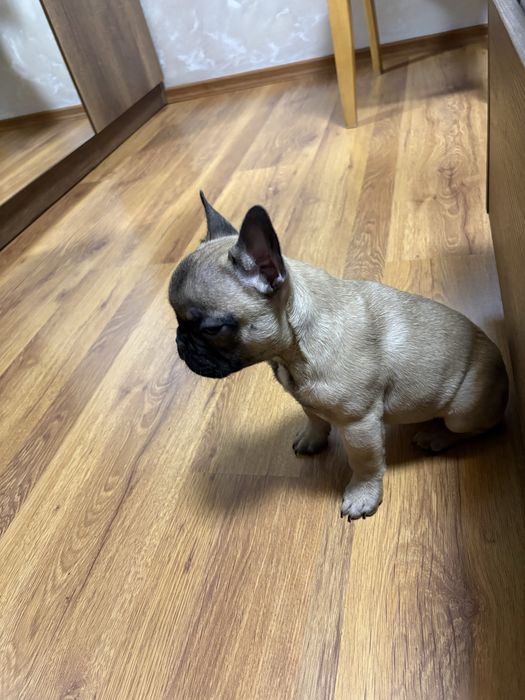 Френски  Булдок на 3 месеца