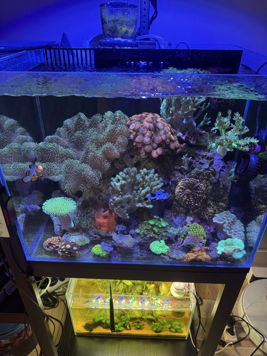 чистка морских и пресноводных аквариумов