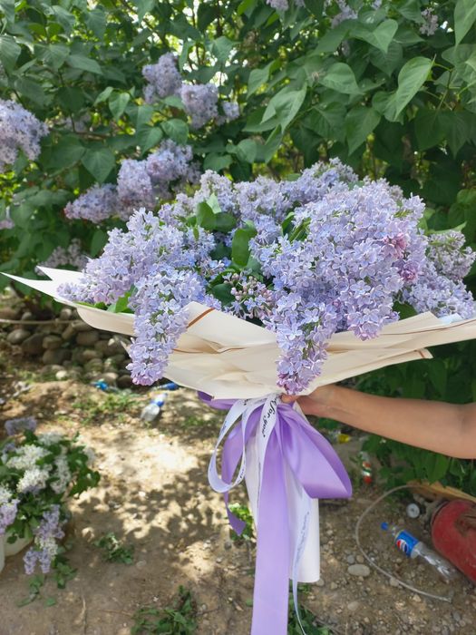 Сирени букет из сирени