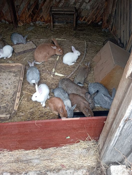 Продам кроликов.