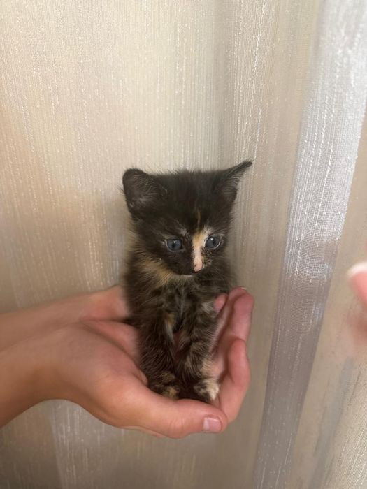 Отдам котят в хорошие руки