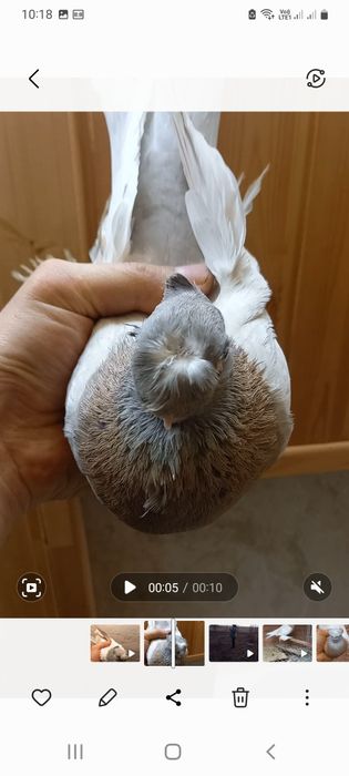 Продам самец. ..