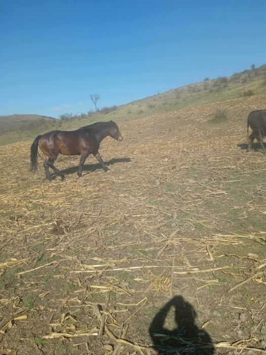 Cal de vânzare intre 3 si 4 ani