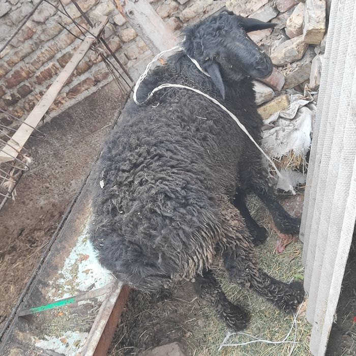 Qo'chqor sotiladi badani semiz