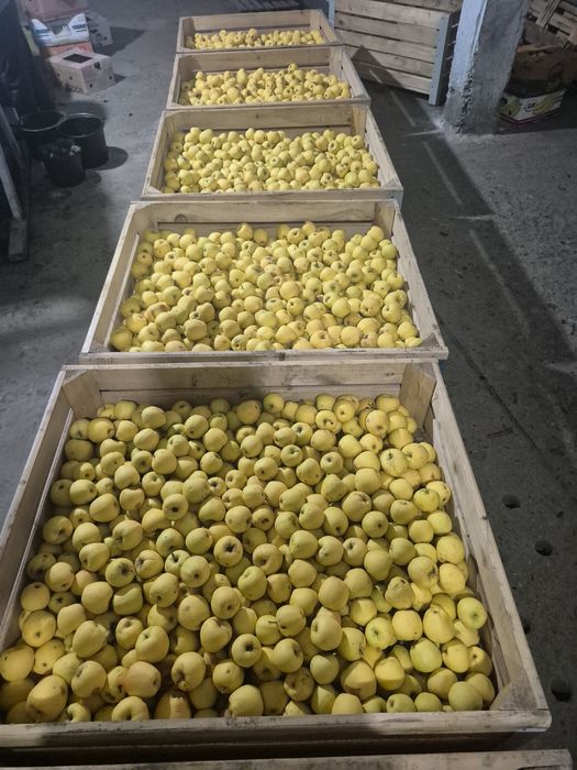 Mere golden mere golden