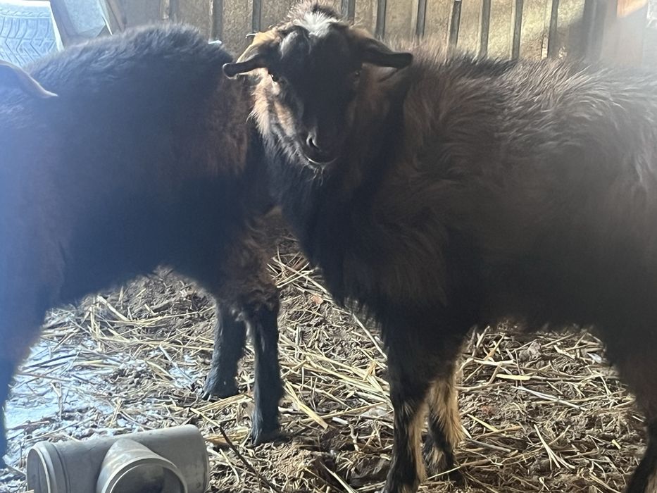 Тез арада Сүтті ешкі сатылады