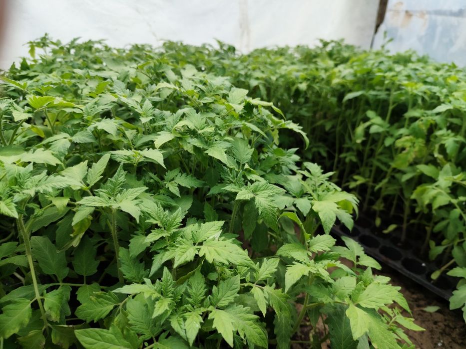 Vând răsad de roșii