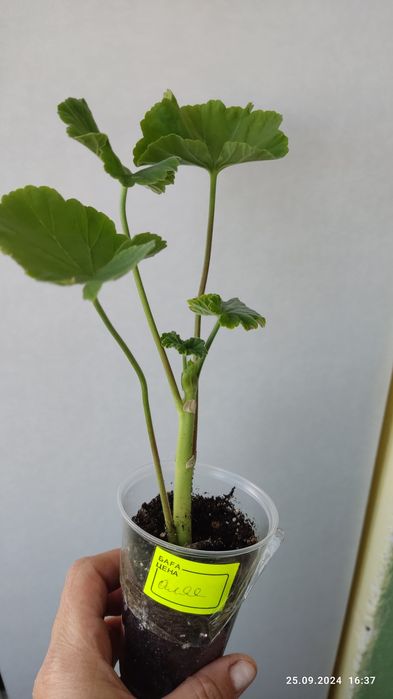 Пеларгония алая .